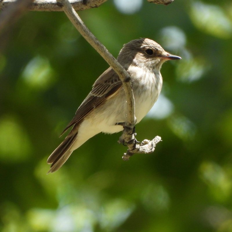 Серая мухоловка (Muscicapa striata)