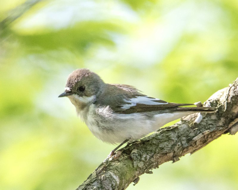 Мухоловка-пеструшка (Ficedula hypoleuca)