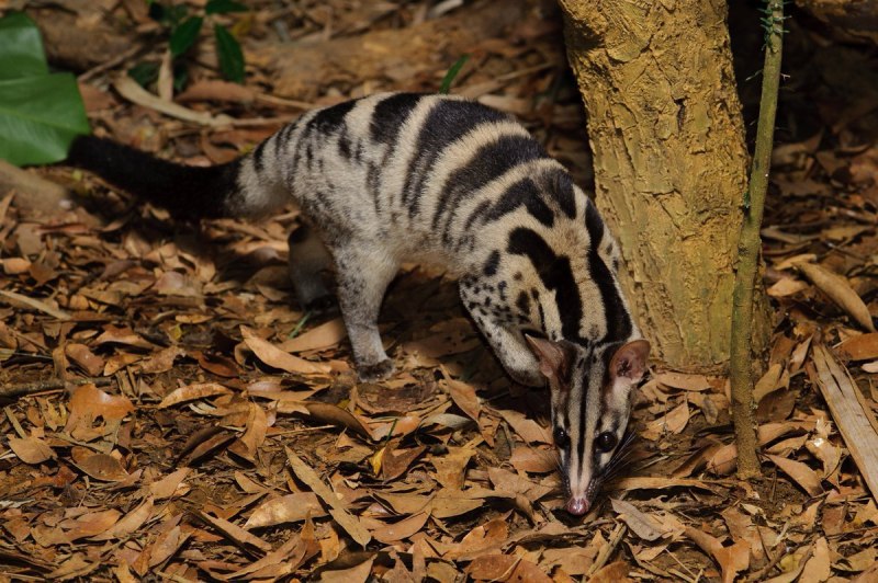 Chrotogale owstoni