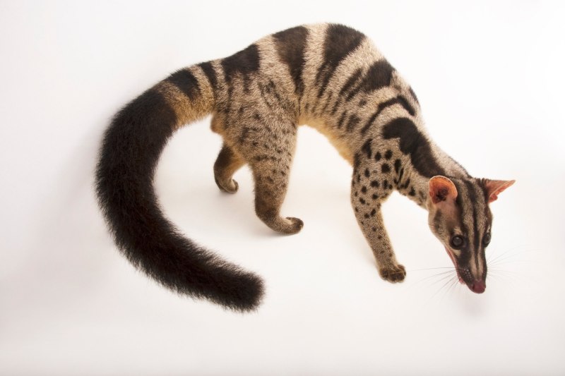 Chrotogale owstoni
