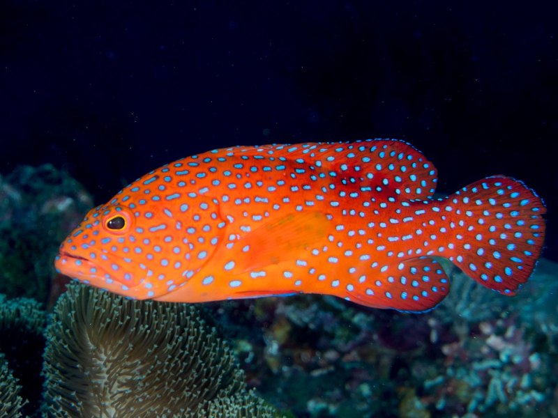 Cephalopholis miniata