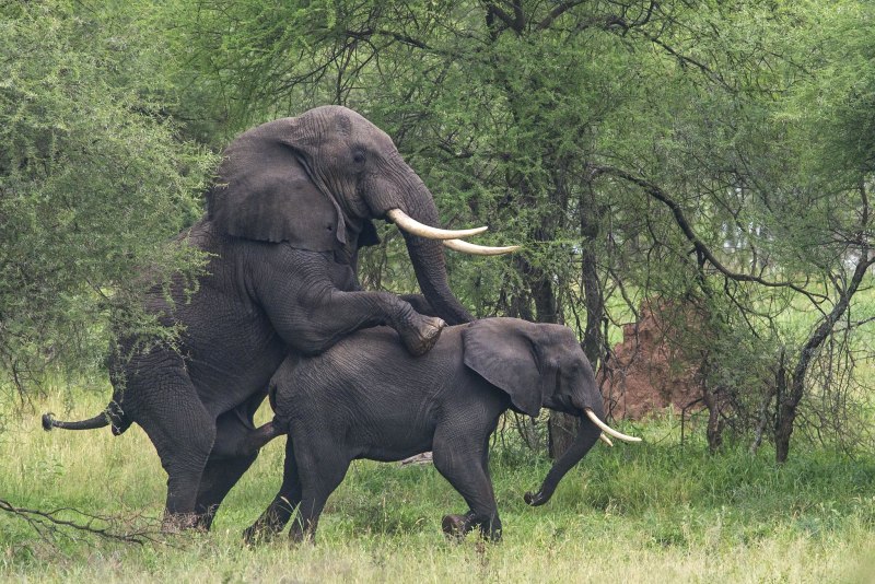 Объём мочевого пузыря африканского слона (Loxodonta africana)