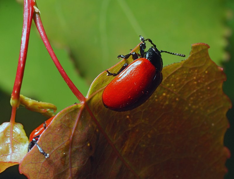 Chrysomela Populi