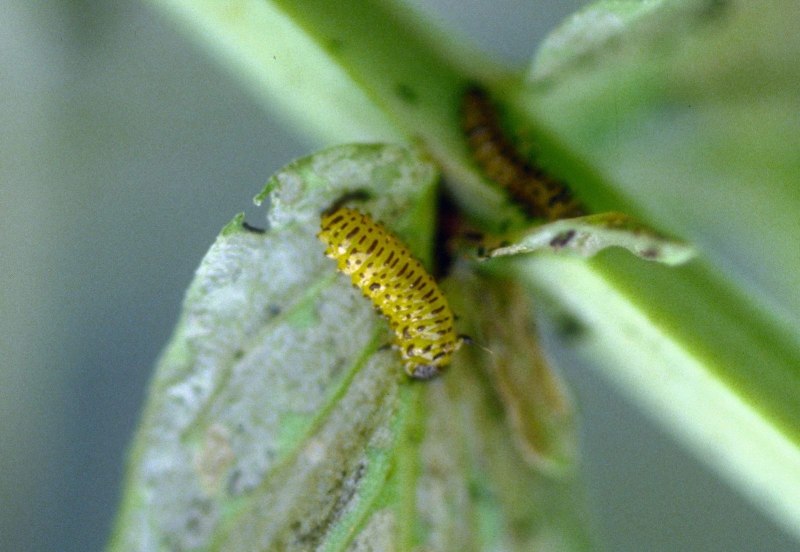 00530l Larva 3.0 75мм 005