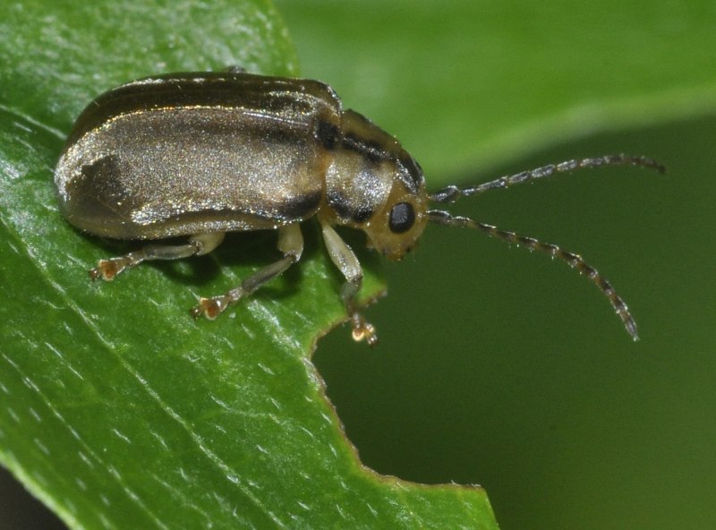 Pyrrhalta viburni