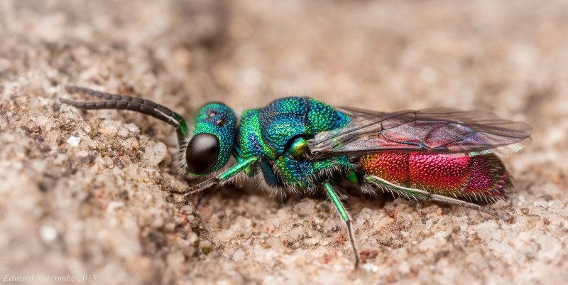 Chrysis ignita
