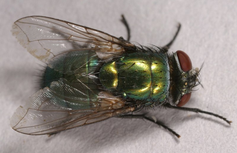 Lucilia sericata