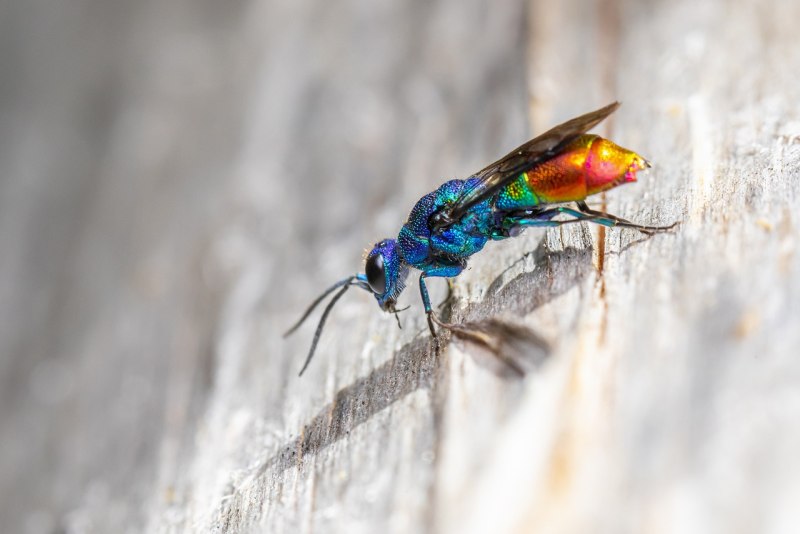Chrysis ignita насекомое