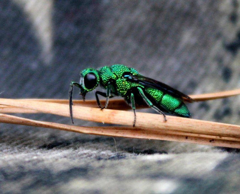 Cuckoo Wasp