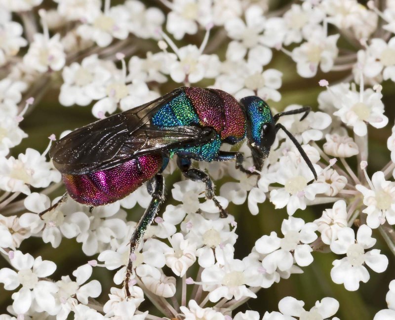 Осы-блестянки Chrysididae