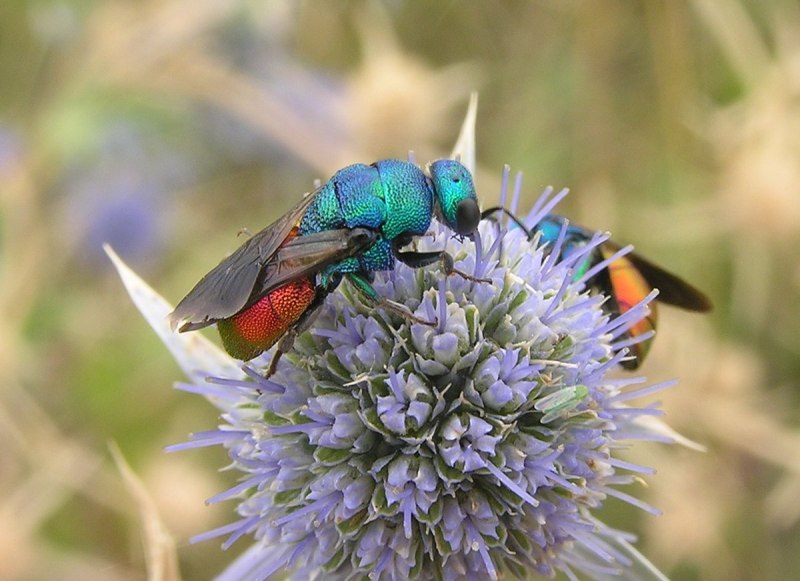 Hedychrum Virens