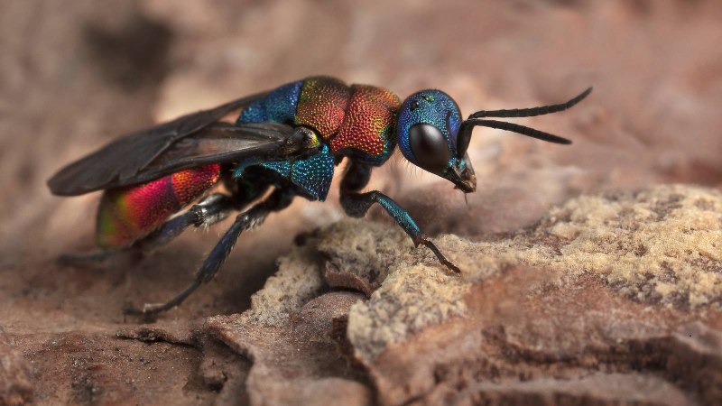 Осы-блестянки Chrysididae