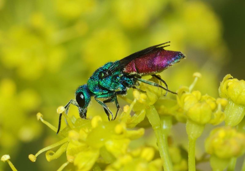 Осы-блестянки Chrysididae