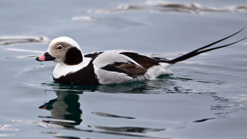 Морянка clangula hyemalis