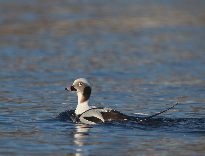 Морянка clangula hyemalis