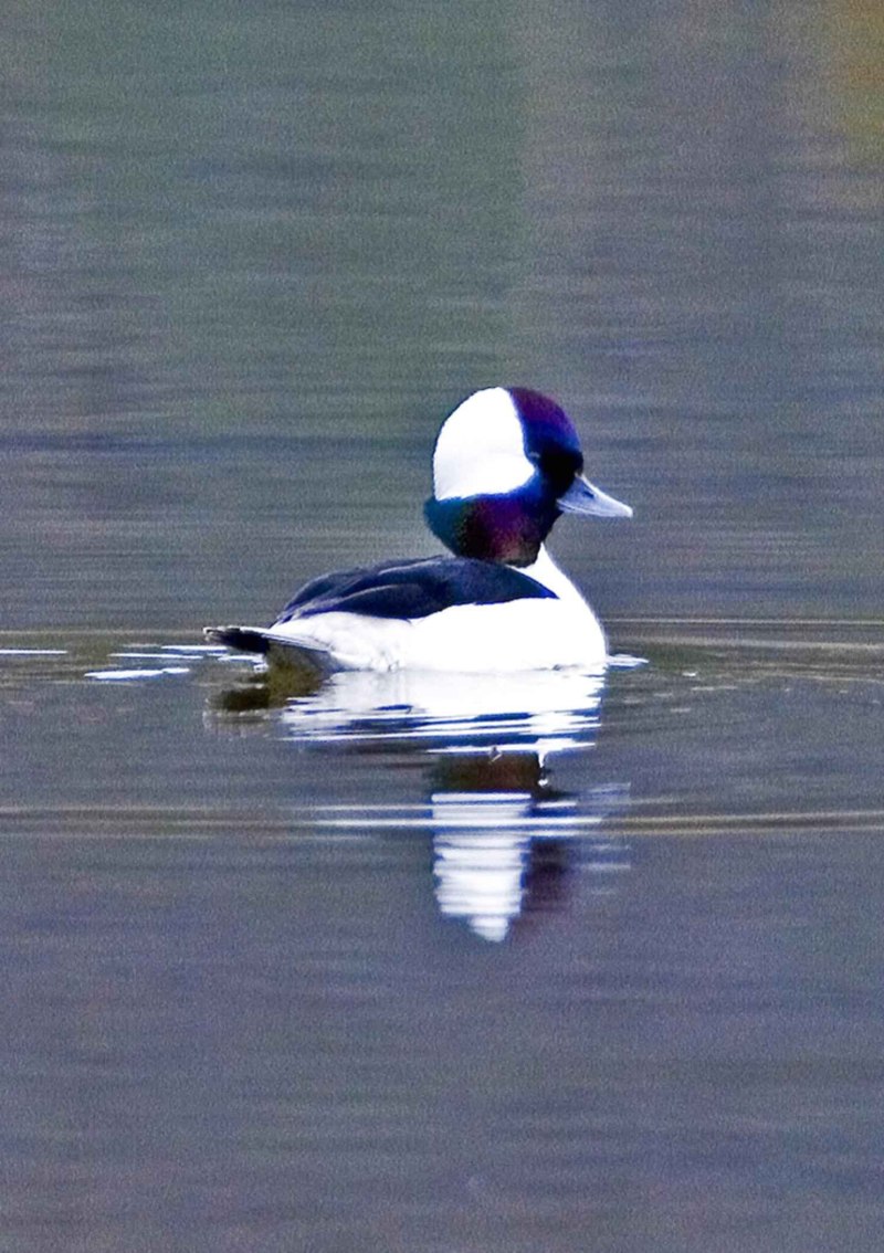 Bucephala albeola