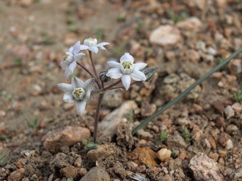 Asparagaceae APG III