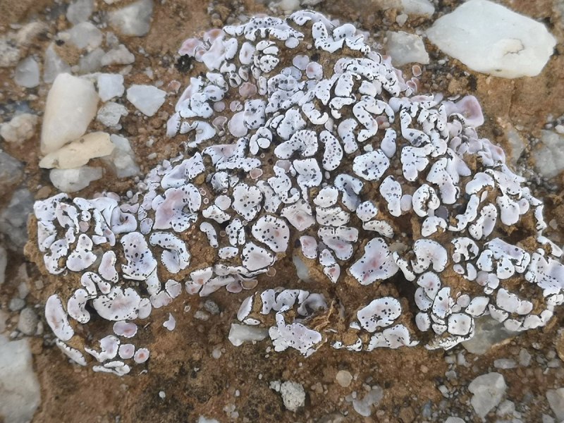 Psora ostreata