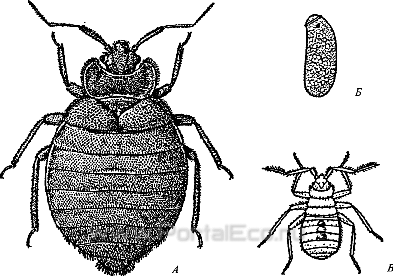 Постельный клоп Cimex lectularius (личинки, нимфы)