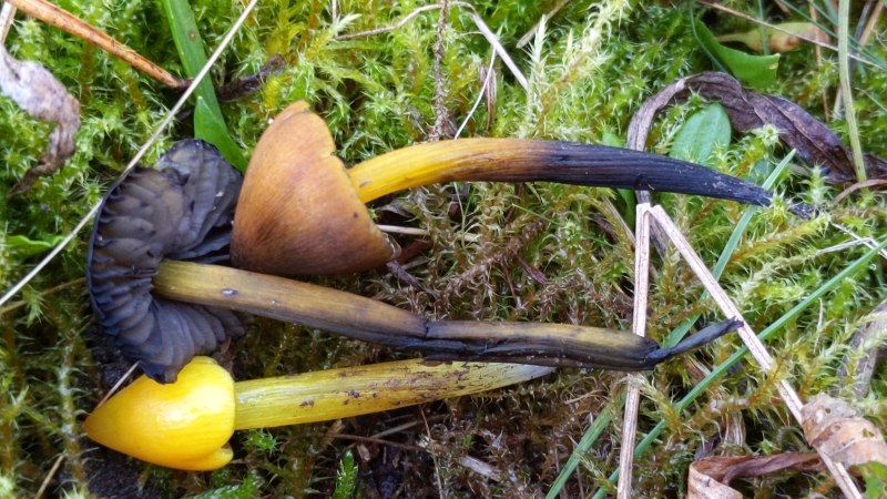 Hygrocybe conica после сушки