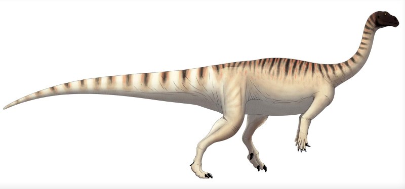 Mussaurus patagonicus