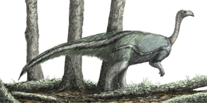 Plateosaurus gracilis