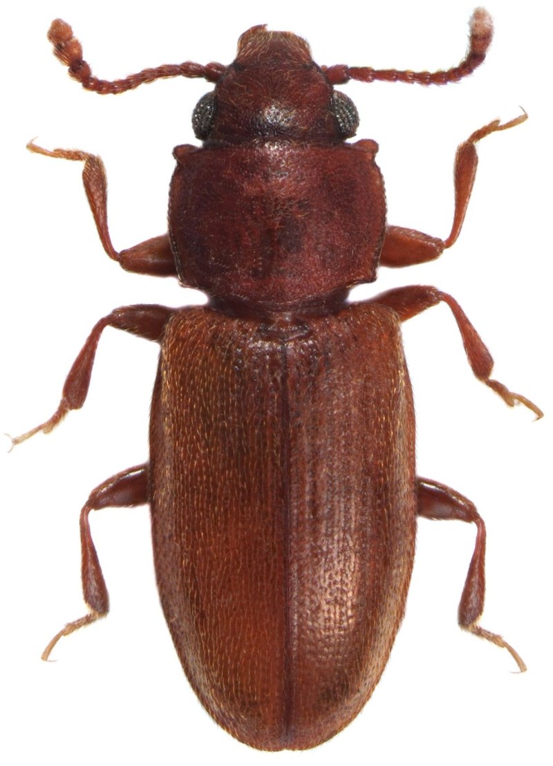 Насекомое Silvanidae