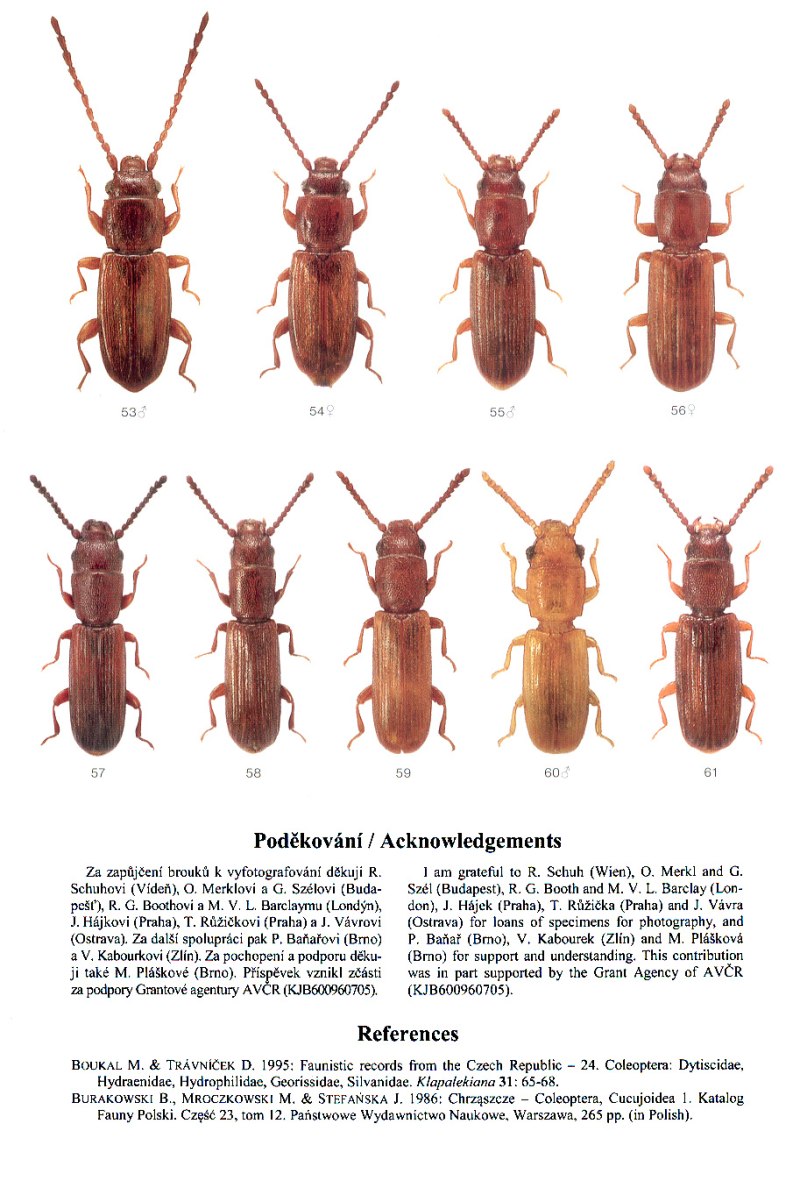 Placonotus testaceus f.