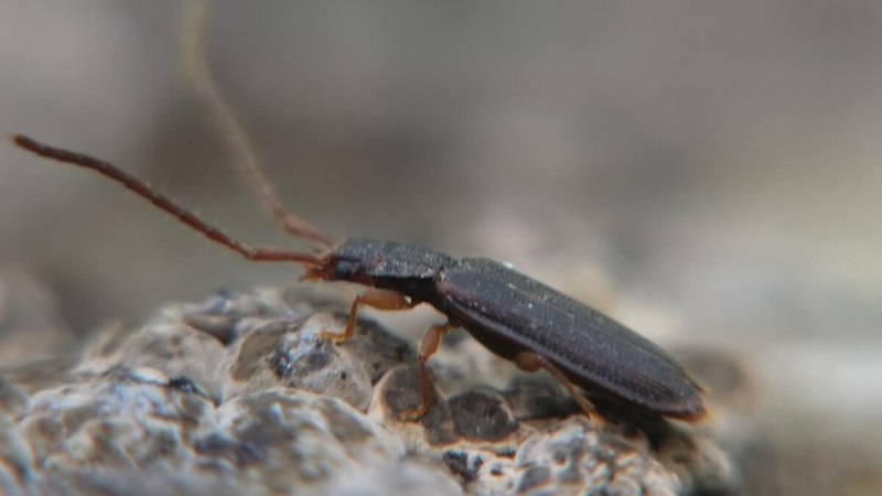 Silvanus unidentatus
