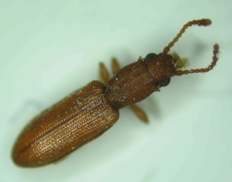 Silvanus bidentatus