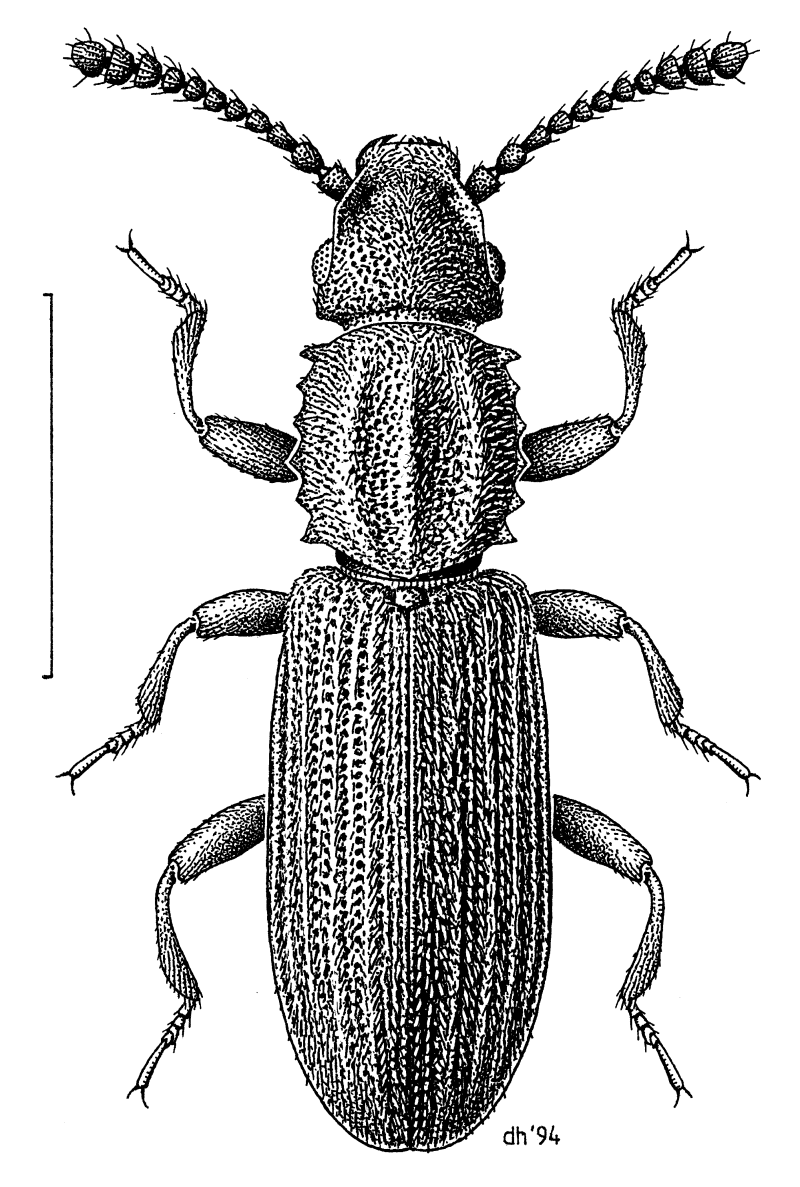 Oryzaephilus surinamensis