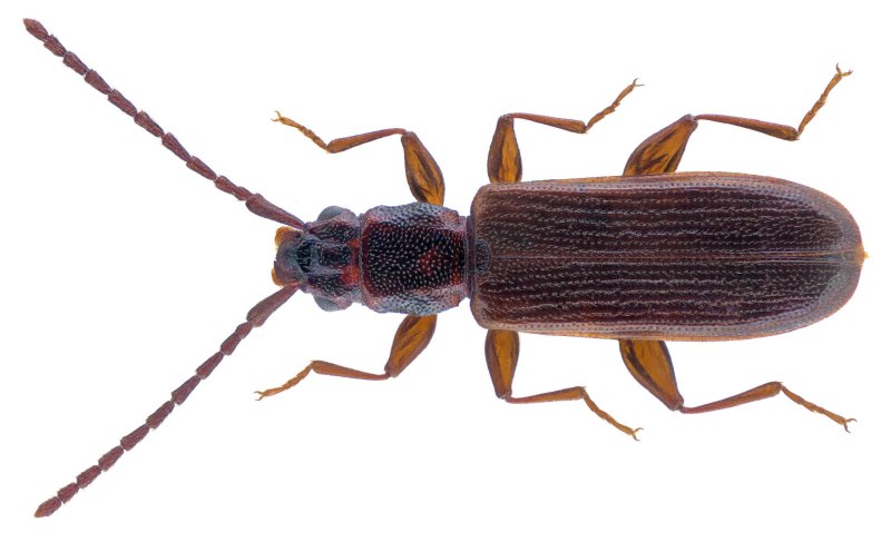 Dendrophagus crenatus