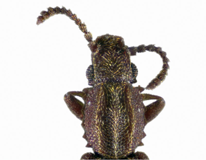 Oryzaephilus Mercator