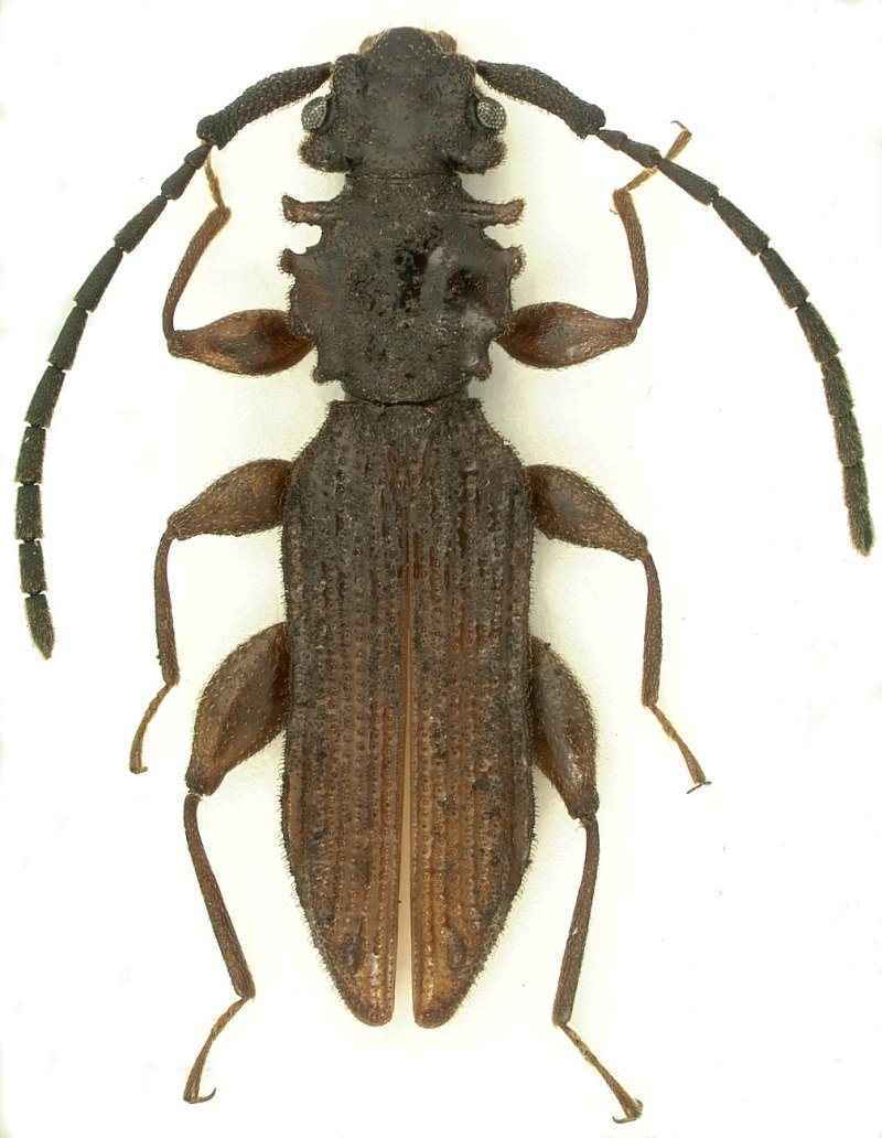 Silvanus bidentatus