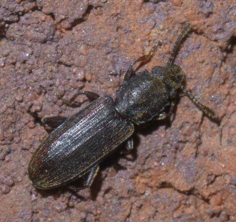 Ropalophorus clavicornis