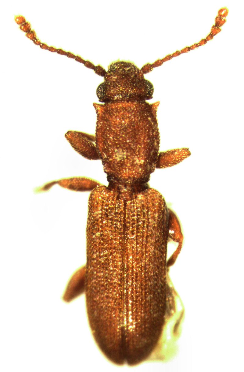 Silvanus bidentatus