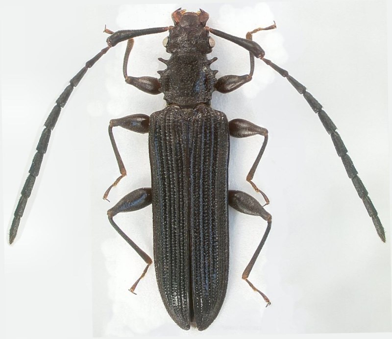 Macrohyliota spinicollis
