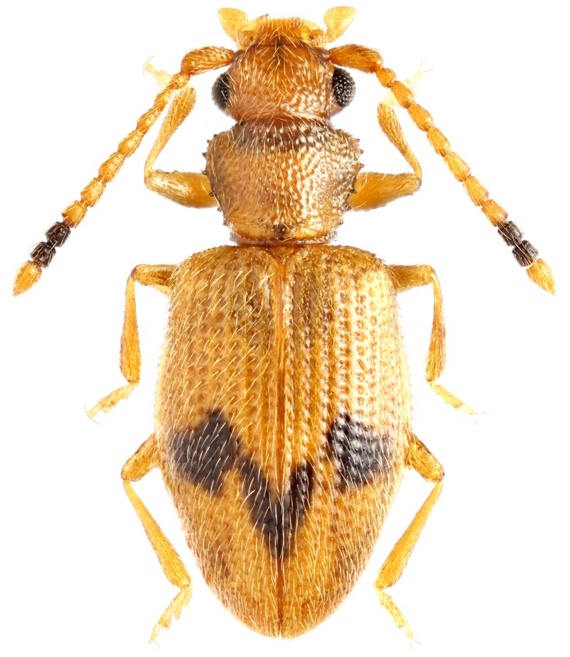 Насекомое Silvanidae
