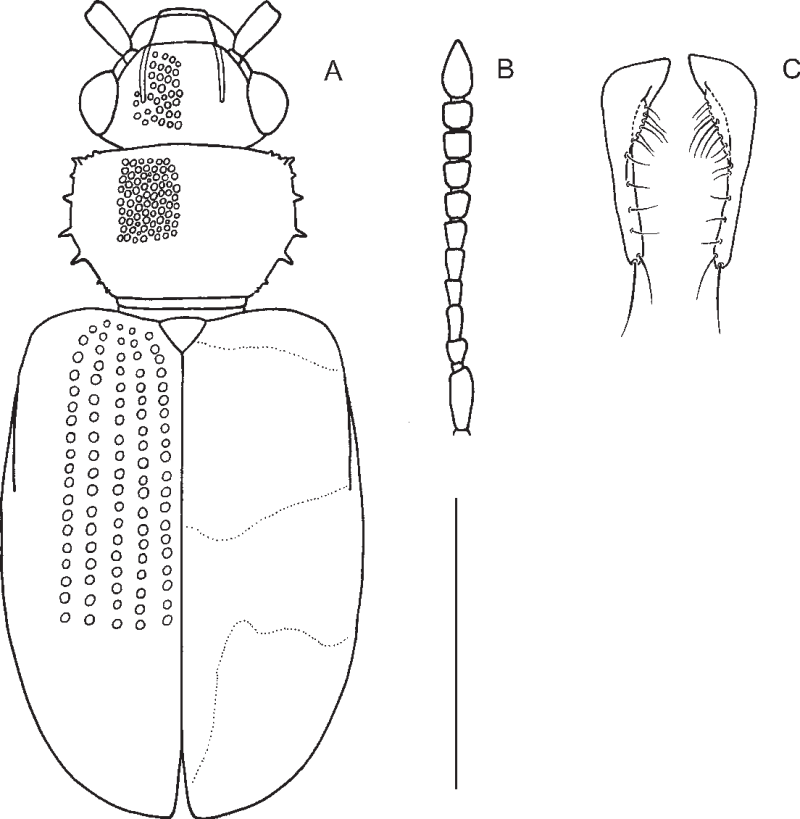 Отряд Coleoptera строение скелета
