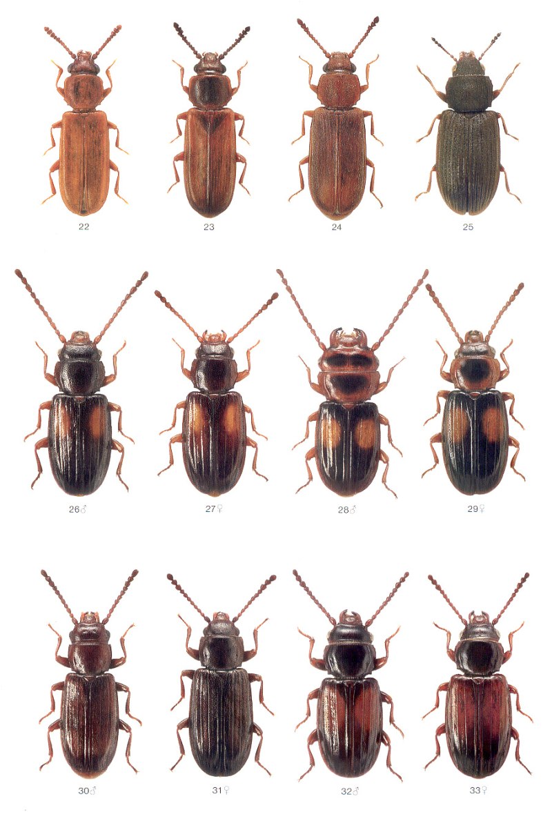 Placonotus testaceus