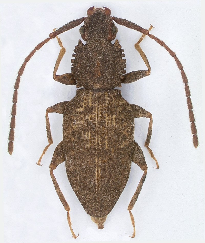 Насекомое Silvanidae