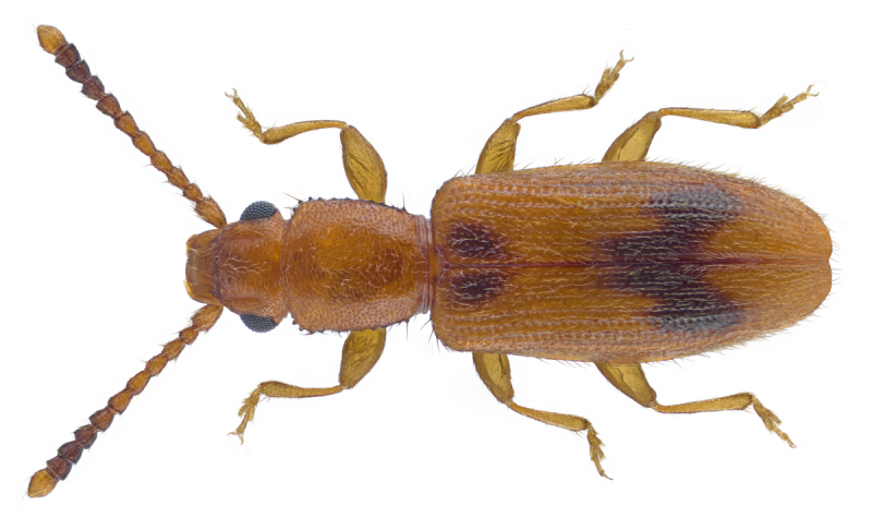 Блошка Виноградная Altica ampelophaga Guerin-Meneville
