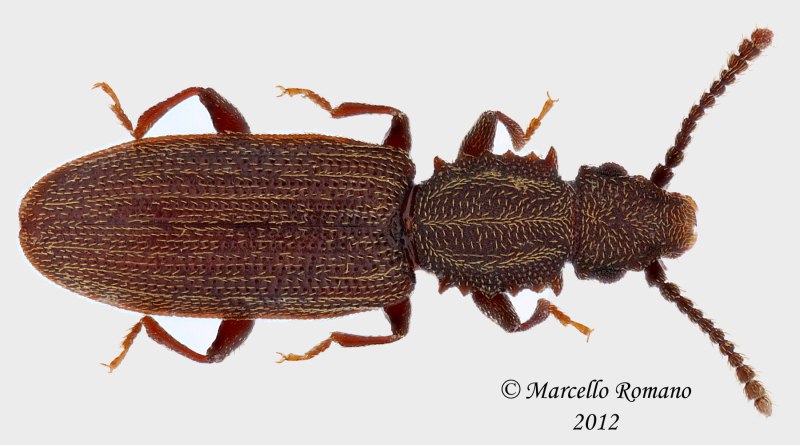 Oryzaephilus surinamensis