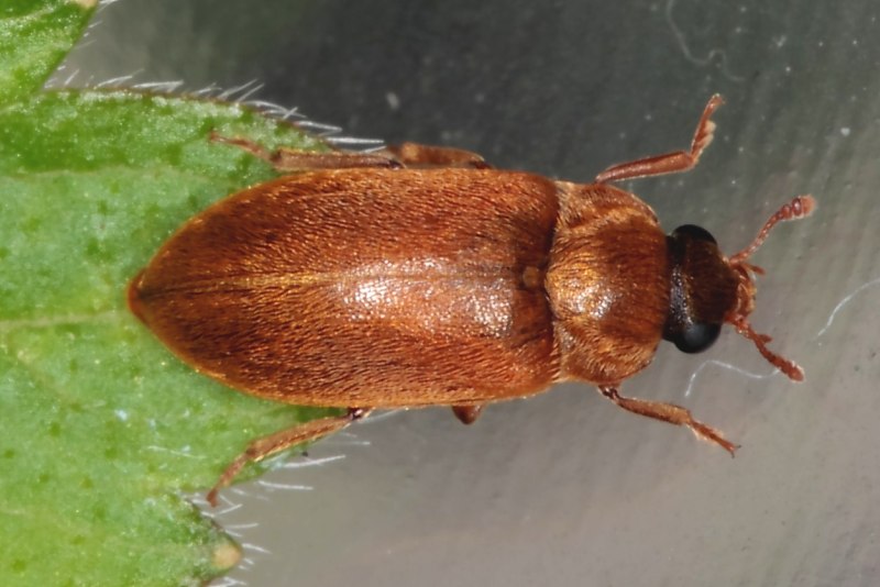 Малинный Жук — Byturus tomentosus f.