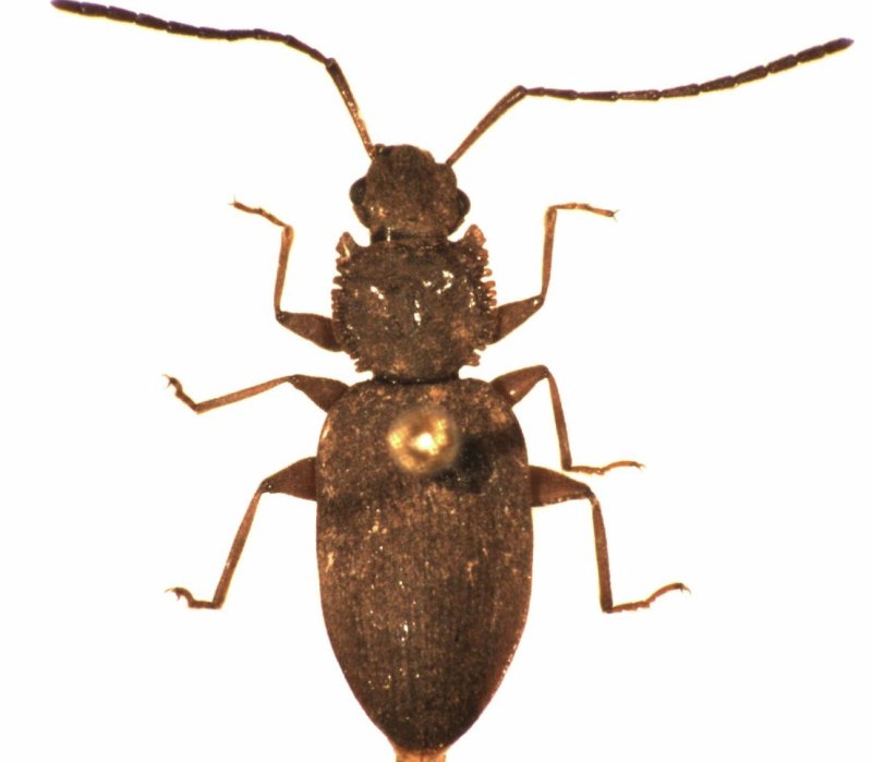 Насекомое Silvanidae