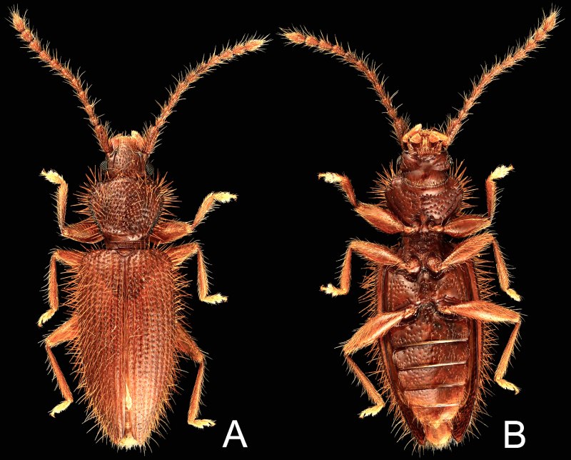Pentamyrmex spinosus
