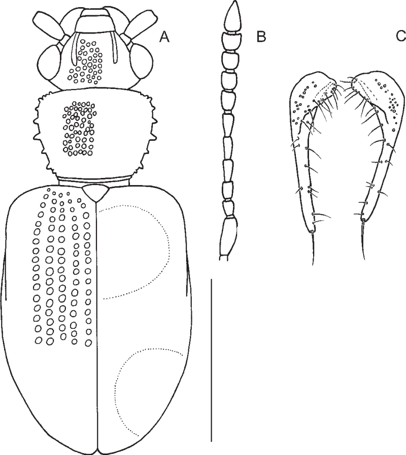 Psammoecus