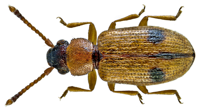 Psammoecus bipunctatus.