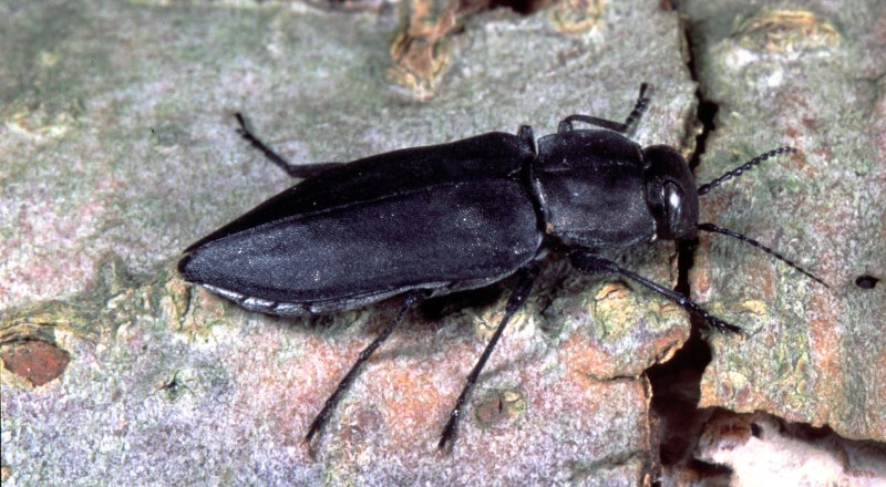 Melanophila Жук Златка
