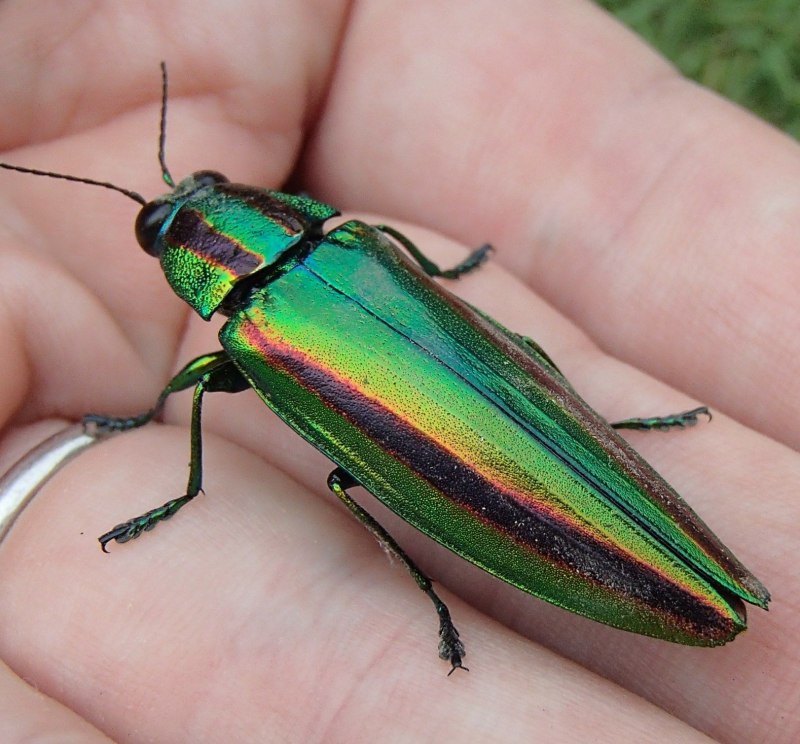 Жук Chrysochroa